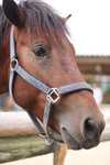 ドナの馬.jpg